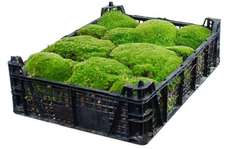 Ecodecs - Musgo Natural Vivo 1,6kg Para Terrario plantas ecosistema, Bonsais naturales interior, Terrario reptiles, Terrario tortugas de tierra, Musgo belenes - CAJA MUSGO PREMIUM (1 box 40x30cm)