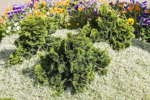 Chamaecyparis obtusa 'Nana Gracilis' 80-100 cm - Hinoki-Scheinzypresse, kompakt und immergrün, ideal für Steingärten und Kübel, pflegeleicht und winterhart