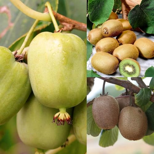 Actinidia Jenny - Self Fertile Kiwifruit Bush in A 9cm Pot - High Yielding Kiwi Plant