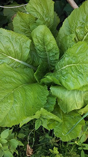 Giant Mustard Greens - NON-OGM aperto impollinato - 200 + semi - Verde Leaved Tipo