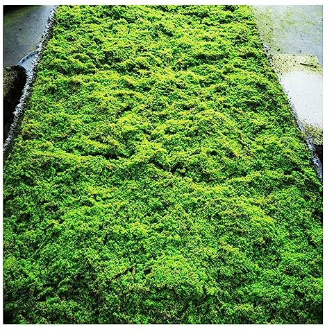 ALFAAL Künstliche Moosmatte Fake Moosmatte Gras Simulation Grünpflanze Moos Deko Büro für Büro Garten Fenster Hochzeit Dekoration (Color : F, Size : 100x100cm/39.37x39.37in)