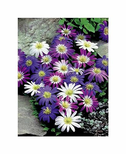 Stk - 25x Anemonen blanda Mischung Blumenzwiebel Garten Pflanzen F-ZS87 - Seeds & Plants Shop by Ipsa