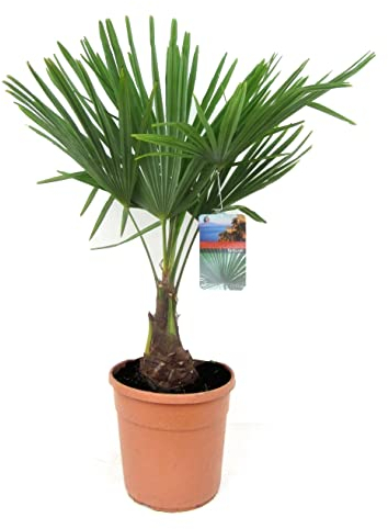 Plant in a Box - Trachycarpus Fortunei - Asiatische Fächerpalme - Palme Winterhart für draußen - Gartenpflanze - Topf 21cm - Höhe 65-75cm