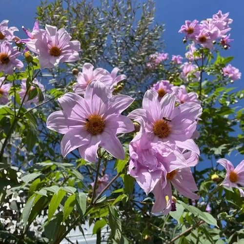 dahlien blumenzwiebeln steingartenpflanzen balkonpflanzen winterhart blumendeko indoor garten gartenpflanzen kräutergarten pflanzendeko dahlie dekopflanze zimmerpflanze pflanztopf 4zwiebeln