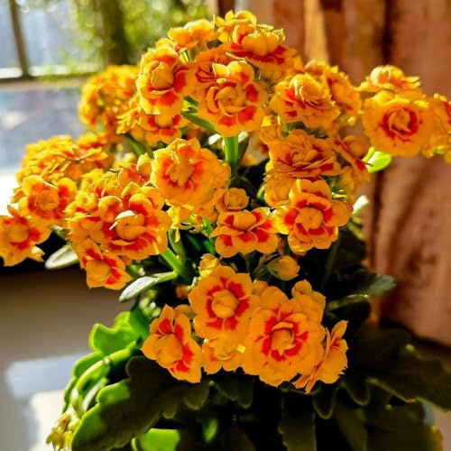 Kalanchoe - silvestres a prueba de calor lugares soleados fácil 150semillas