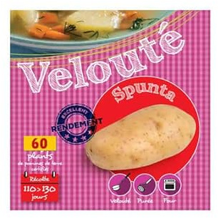 Spunta 60 Plants de pomme de terre
