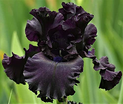 Iris Germanica Bearded Iris, All Night Long, Black Bearded Iris Bulb, Root, Plant