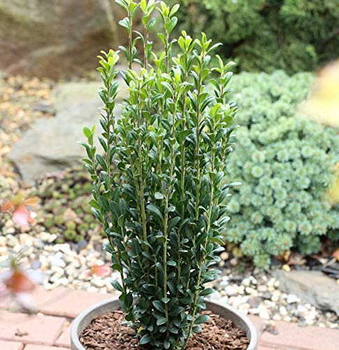 Säulen Bergilex Stechpalme 25-30cm - ilex crenata - lebende Gartenpflanze aus den Baumschulen