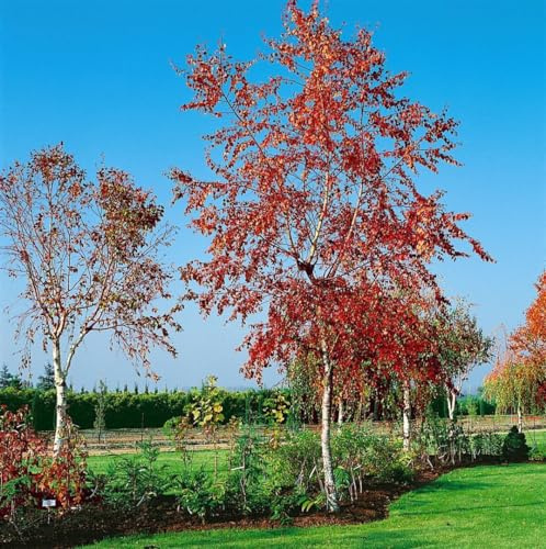 Betula pendula 'Royal Frost' 125–150 cm – Winterhart, Mehrjährig, Pflegeleicht – Hängebirke – Zierbaum für Garten & Einzelstellung