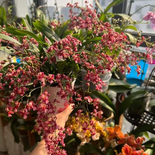 Semi di orchidea Oncidium - semi di come bomboniera da balcone arredamento del soggiorno copertura del terreno resistenti per giardini rocciosi estivi 120pcs