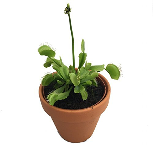 Venus-Fliegenfalle, fleischfressend, 7,6 cm, Tontopf