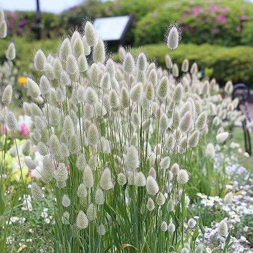 Bunny Tails Ornamental Grass Plug Plants Lagurus Ovatus (6) 6 6 6 6 6