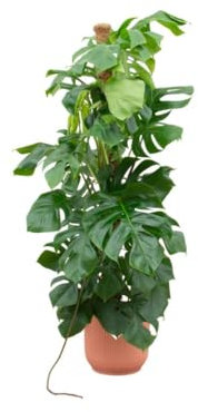 Offre combinée - Monstera Pertusum XL inclus Elho Jazz Round Jaune Ø26-150 cm