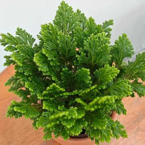 rose von jericho kaufen - winterharte balkonpflanzen steingartenpflanzen exotische 1zwiebeln