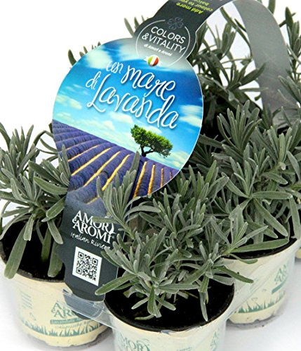 PIANTE AROMATICHE classiche cucina italiana N.6 MISTE gusto mediterraneo + N.6 LAVANDA (in vaso Ø 9 cm)