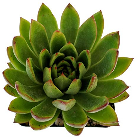 Echeveria Agavoides - Striking Lipstick Succulent with Red Edges - Drought-Tolerant and Low Maintenance Indoor/Outdoor Plant