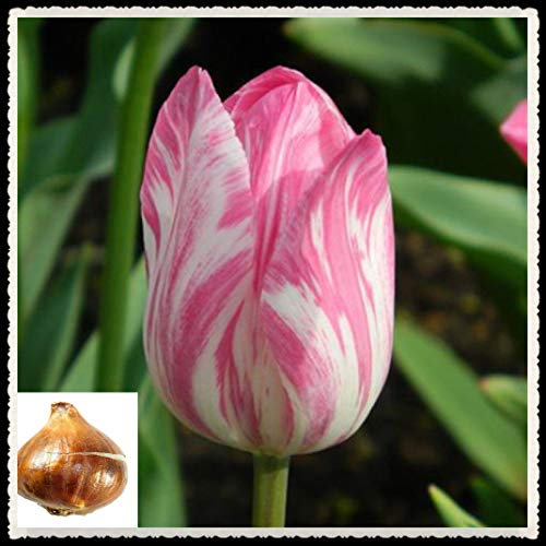 Tulip Bulbs-Romantic purple flowers, wonderful gardening planting flowers, surprise Valentine's Day gifts-20 Bulbi,Rosa:Seeds only
