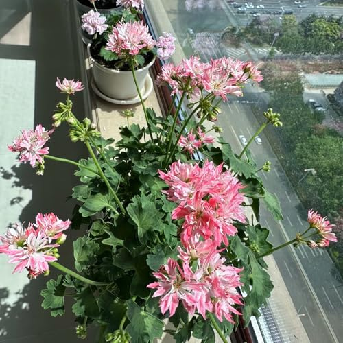 semi di geranio pelargonium di semi gerani da balcone ornamentali per luoghi soleggiati Decorazioni autunnali per un giardino resistente primaverili, 40semi