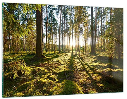 Wandbilder Dekoration Wohnzimmer Wald Baum Natur Bilder auf Glas 120x80cm Glasbild Schlafzimmer Küche Deko Wand Kunstdruck Art Groß XXL Wanddeko Bild im Glas Modern Wall Decor Glasdruck GAA120x80-3724