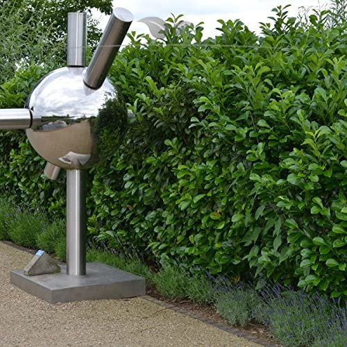Gardline - Großblättriger Kirschlorbeer 40-60cm IM TOPF. 10-200 Lorbeerkirschen. Immergrün - 45 St. (ca. 11,5 Meter)