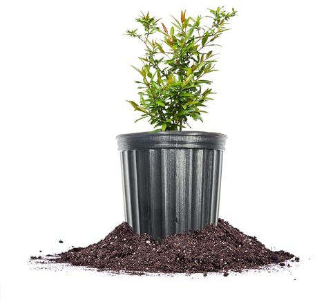 Russian Pomegranate in a 1 Gal. Grower's Pot | Cold Hardy Drought Tolerant | Yields Large Delicious Fruit | Real Dwarf Fruiting Tree