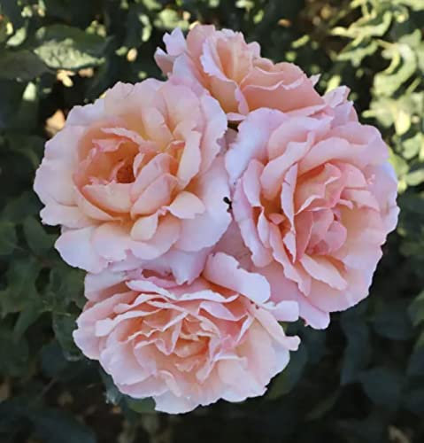 'Compassion' Climbing Rose - Scented Salmon & Apricot Blooms - 4L Potted