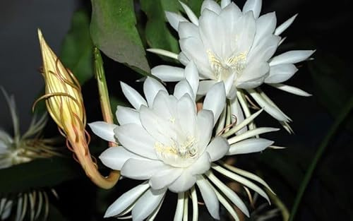 Vivaio Garden Forest Epiphyllum Lingua di Suocera Cactus Epifita | Fiore Bianco Gigante, Pianta Grassa Ornamentale, Da Interno