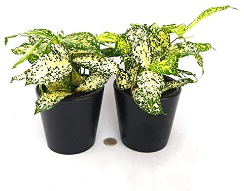 POWERS TO FLOWERS - DRACENA SURCULOSA, 2 PIANTE, pianta vera