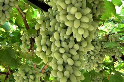 Raisins de table blanc cornaline sans semi-résistant, grano croquant, tardiva vase 2 litres 1,2 – 1,5 m