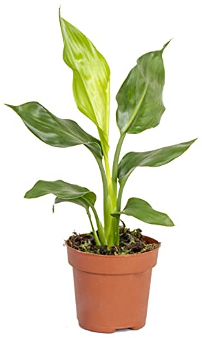 Bloomique - Strelitzia Reginae - Oiseau de paradis - Plante d’intérieur - Dépolluante - Facile à entretenir - Hauteur 30-40 cm - Pot 12 cm