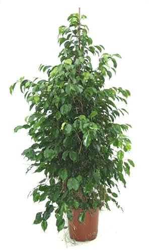 Árbol Natural ± 110cm Ficus Benjamina Hojas Color Verde