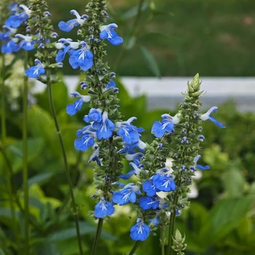 semi di salvia, selvatiche verdi copertura del terreno vecchie varietà rare per luoghi soleggiati da giardino roccioso resistenti 800pcs