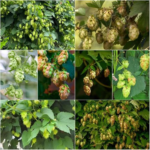 hopfen - balkon balkon kletterpflanzen winterhart winterharte für balkon hochbeete für garten dekopflanzen balkonblumen pflanzensamen - Seltene 250samen