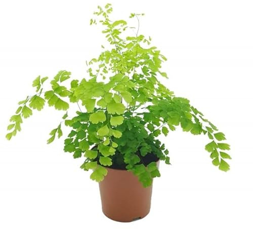 Planta Natura de Adiantum el Complemento Perfecto para el Interior de tu Hogar