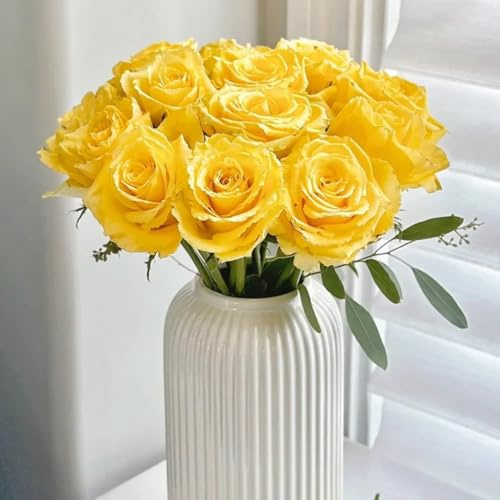 semillas de rosal trepador - semillas de rosa - Serie raras bonsái interior exóticas rosal trepador 15pcs