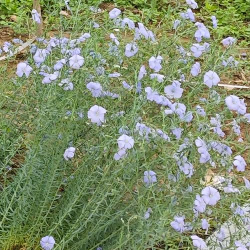 semi di lino biologici - selvatici giardino perenni resistenti esotiche 200pcs