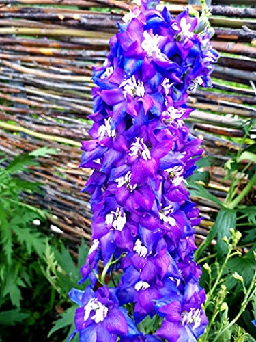 150 Semillas de Delphinium (Espuela de caballero)