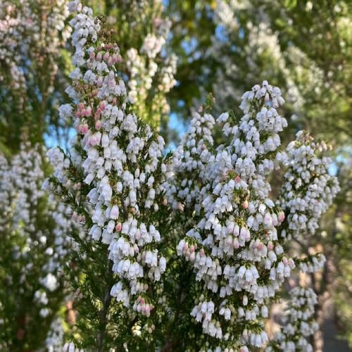 brezo - de primavera, resistentes en semillas de brezo jardín orgánico balcón, decoración interior purificadoras aire trepadoras, jardín 550semillas