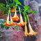 Semi di pianta di tromba d'angelo piante resistenti per il giardino, bellissime piante in vaso coltivazione di semi, piante resistenti all'esterno piante da giardino, decorazione del 50pcs