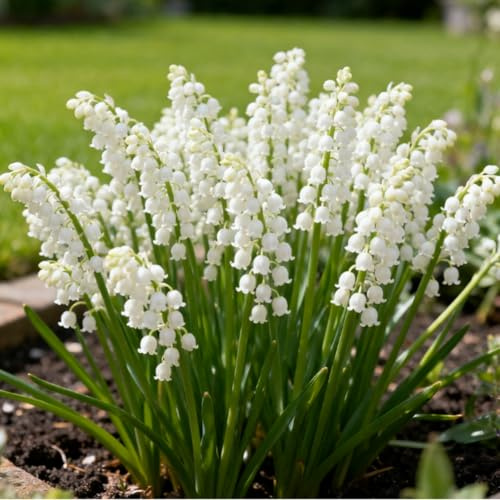 Rizoma de lirio de los valles, Lirio de los Valles resistentes, rizomas de jardín perennes, Lirio de los Valles raras para plantar en el jardín-15 Rizomas-f