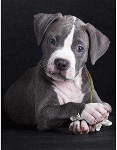 DUQA 5D Diamantmalerei DIY Tier Niedlich Pitbull Welpen Hund Land Dekor Wandaufkleber Farbe Mit Diamanten Kreuzstich Kits Hund Dekor (Runder Diamant 40 * 50CM)