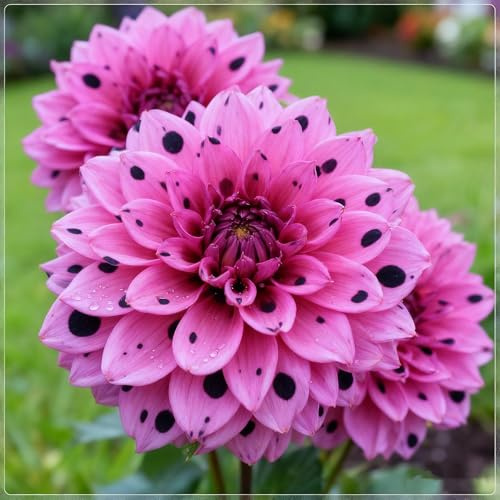Winterharte mehrjährige Dahlie, Dahlien rhizom, Blühende Rhizome, Ideale Gartenarbeit, Seltene Dahlien-4 Rhizome-E