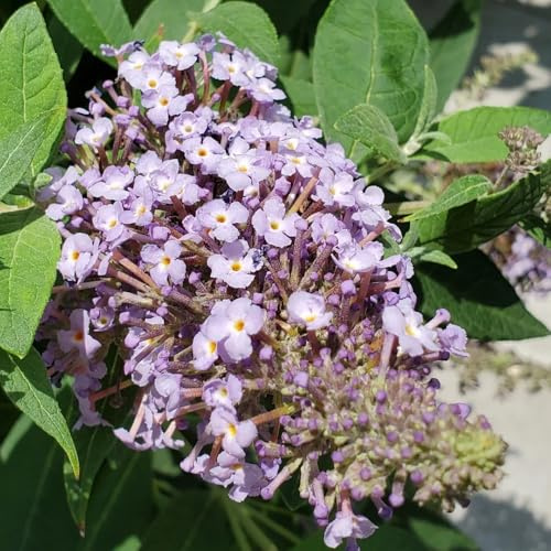 Semi di buddleja - d'appartamento rampicanti esterno decorazione del soggiorno rialzata decorazioni giardino per esterni tappezzanti 85pcs