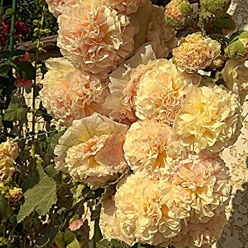 Hollyhock 'Chater's Double Apricot' Seeds Alcea rosea Hardy Perennial Flowers Garden Plant Easy to Grow 1 Packet of 30 Seeds by Thompson and Morgan