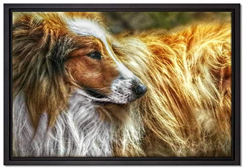 Pixxprint schöner Collie im Seitenprofil Leinwandbild 60x40 cm im Bilderahmen, Wandbild, Schattenfugenrahmen, Kein Poster