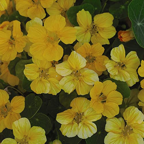 Nasturtium Seeds 'Banana Split' Tropaeolum Minus Indian Cress Yellow Blooms Half-Hardy Annual Easy to Grow Your Own Garden Flower Plants 1x Packet (Approx. 25 Seeds) by Thompson and Morgan