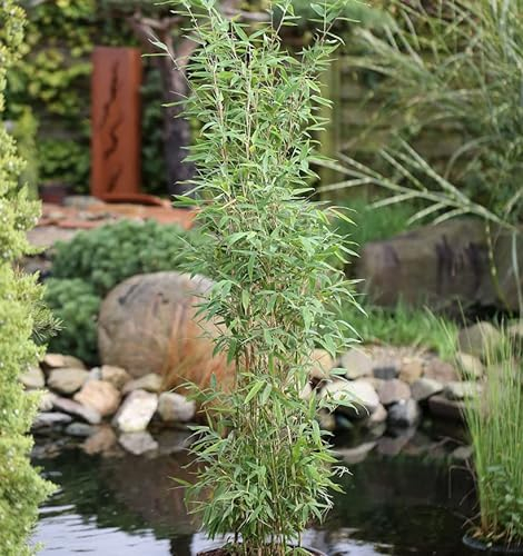 Säulen Bambus Maasai® 100-125cm - Fargesia murielae - lebende Gartenpflanze aus den Baumschulen