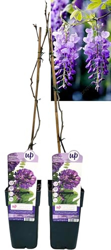 POWERS TO FLOWERS - WISTERIA FRUTESCENS LONGWOOD PURPLE, GLICINE VIOLA, 2 PIANTE, ALTEZZA 50CM, pianta vera
