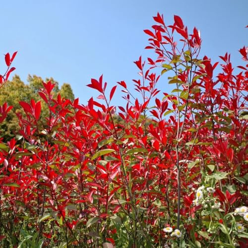 Semi di Photinia Red Robin semi di per giardinieri prodotti sostenibili giardino vecchie varietà siepe, resistenti 800pcs