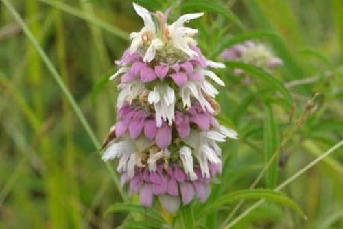 Monarda citriodora | Lemon Bee Balm | 50_Seeds